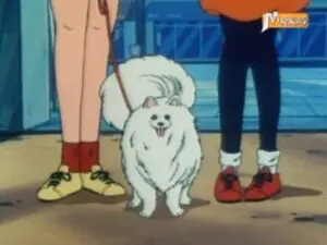 Un chien pas comme les autres