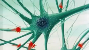 Les Neurones