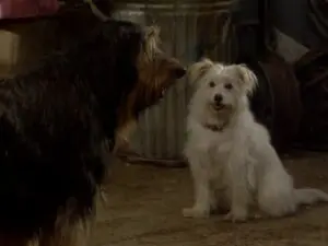 Une troisième vie de chien