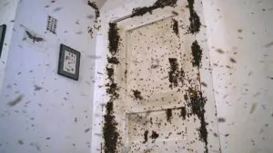 Nid d’abeilles