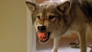 Entre chien et loup